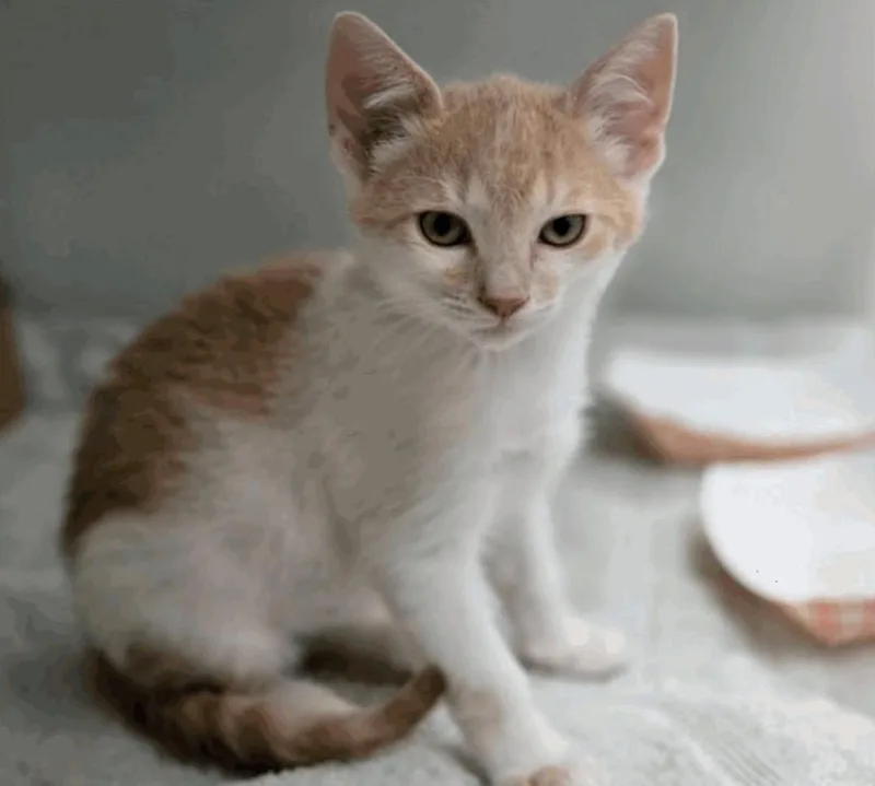 A young small-sized male Buff & White Domestic Short Hair cat named Moose for adoption in Santa Cruz, CA