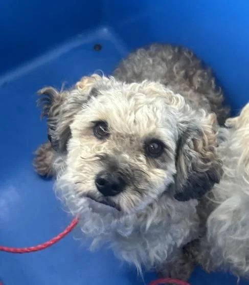 A young small-sized male Mixed Breed dog named Dustin for adoption in Dallas, TX