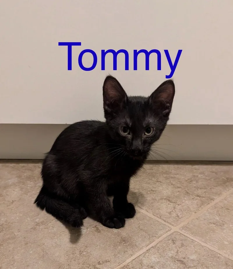 A baby small-sized male Black Domestic Short Hair cat named Tommy for adoption in Tucson, AZ