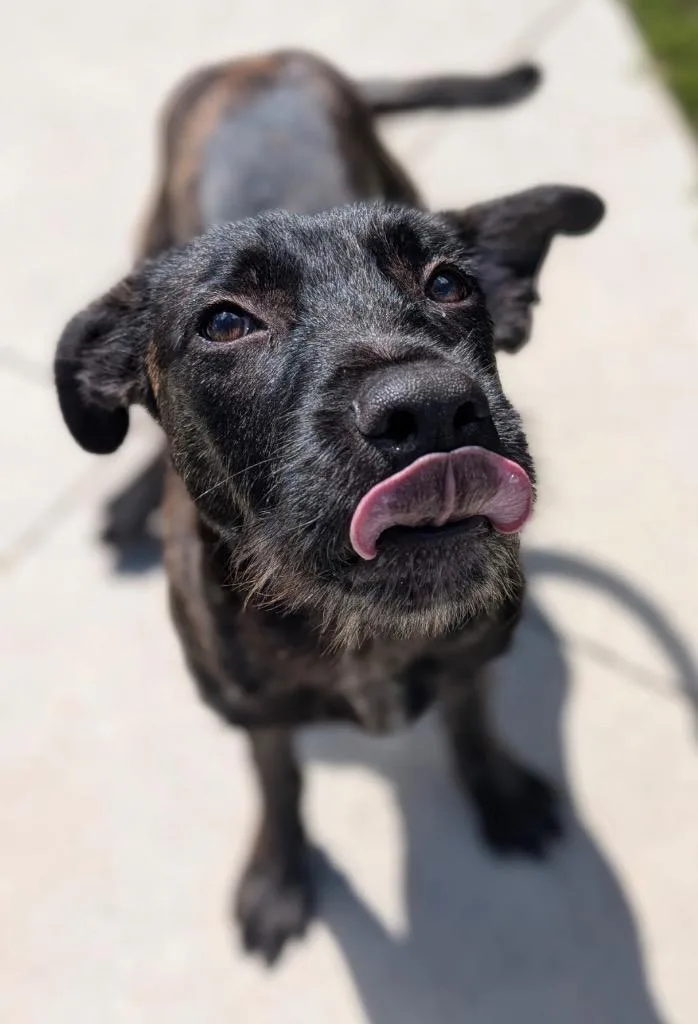 A baby medium-sized male Terrier dog named Bud for adoption in Defiance, OH