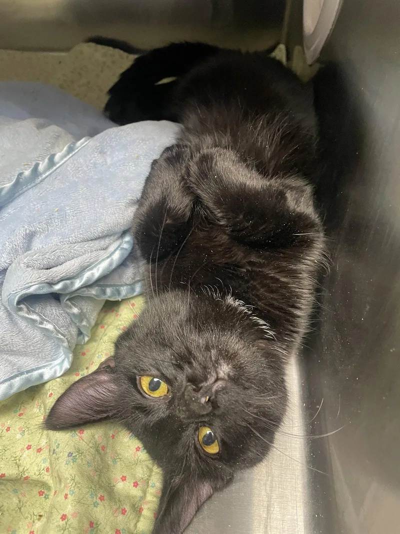 A young medium-sized male Black Domestic Short Hair cat named Max for adoption in Georgetown, KY