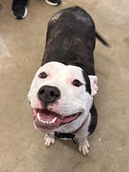 A young large-sized female Black Terrier dog named Baby Girl for adoption in Cleveland, OH
