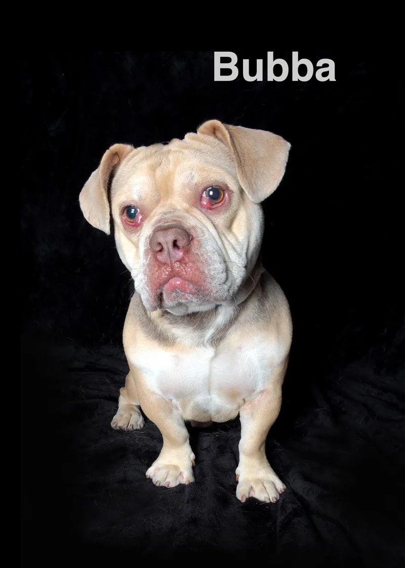 An adult medium-sized male Brindle English Bulldog dog named Bubba for adoption in Van Nuys, CA