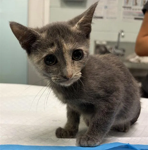 A baby small-sized female Domestic Short Hair cat named Bikini for adoption in Tavares, FL