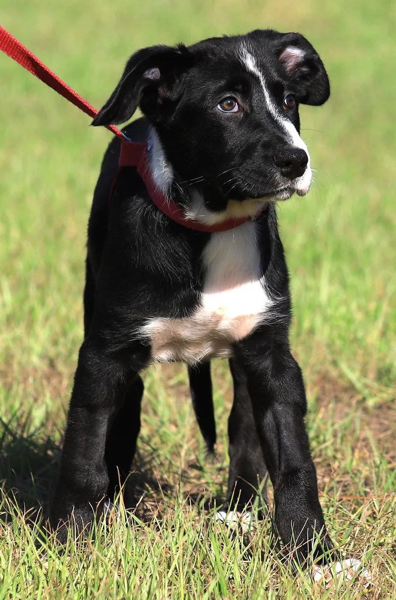 A baby small-sized female Hound dog named Sage for adoption in North Fort Myers, FL