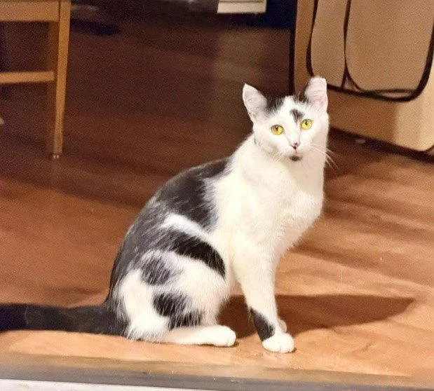 Dottie