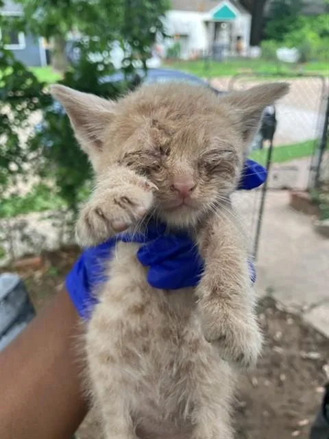 A baby small-sized male Domestic Short Hair cat named Daisy for adoption in Dallas, TX
