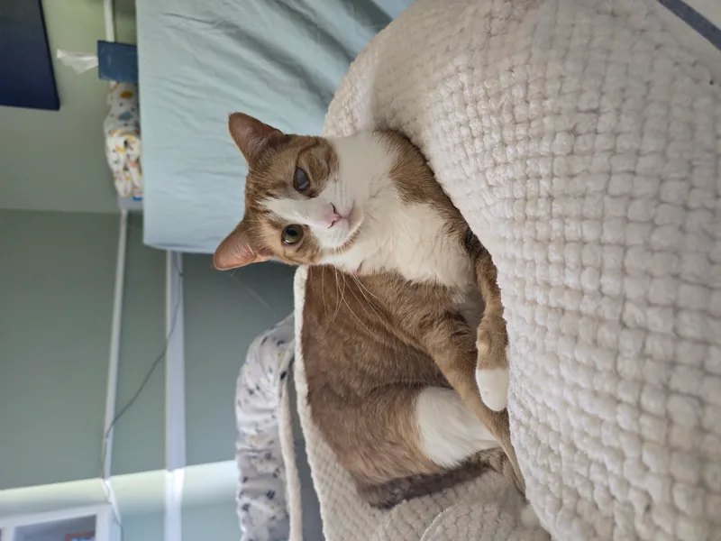 Meeny Moo thumbnail 2