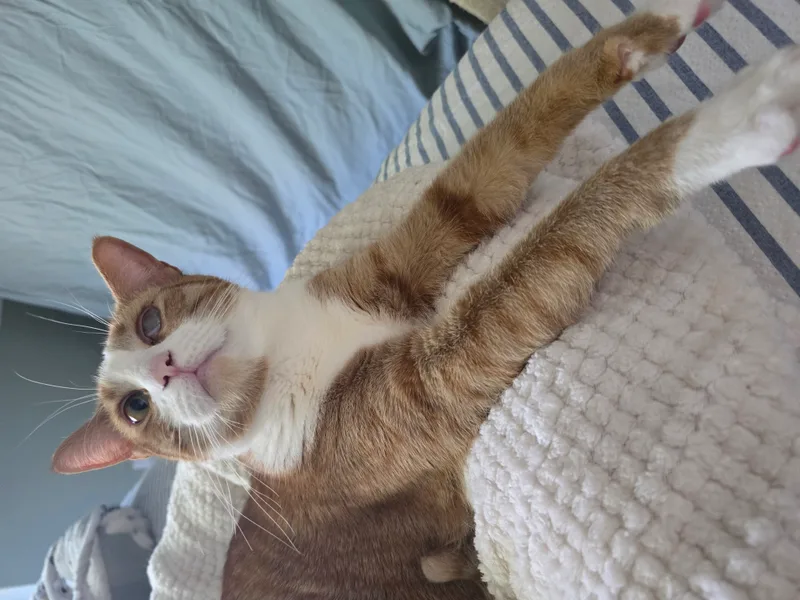 Meeny Moo thumbnail 3