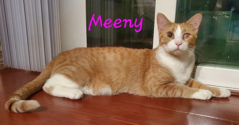 Meeny Moo thumbnail 4