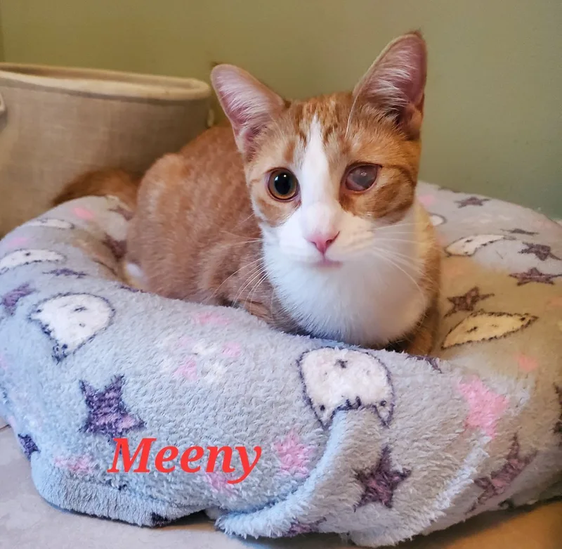 Meeny Moo thumbnail 5
