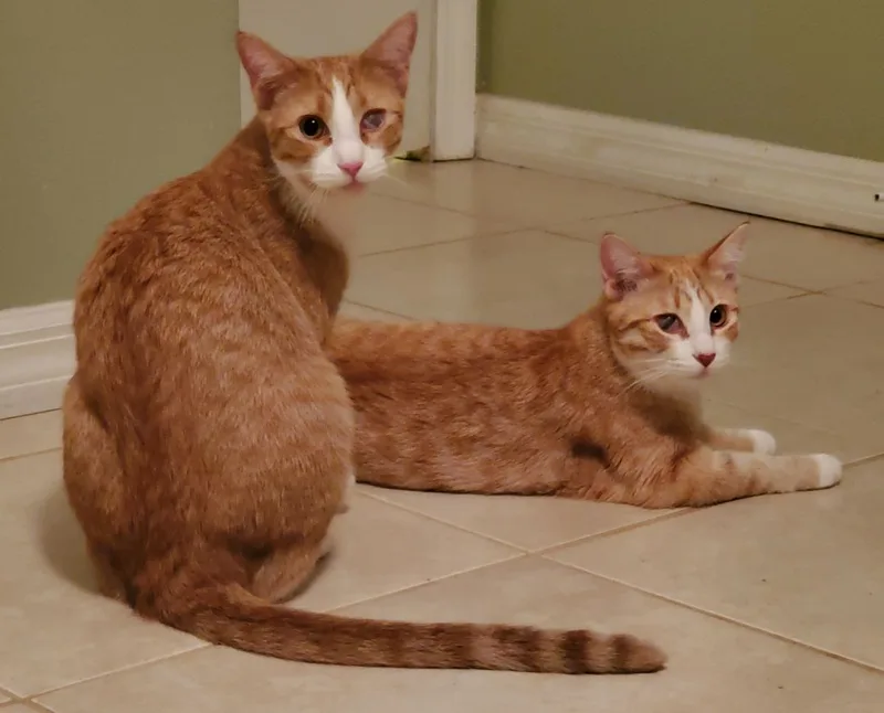 Meeny Moo thumbnail 6