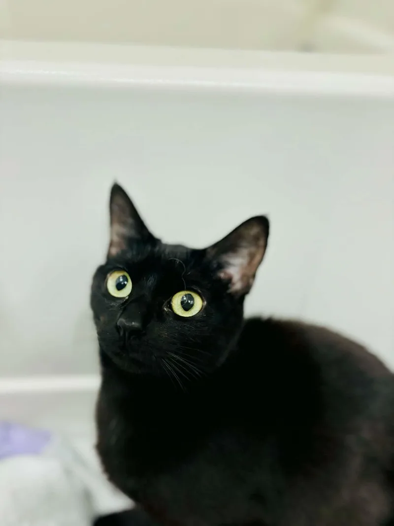A young medium-sized female Domestic Short Hair cat named Cleo for adoption in Mansfield, TX