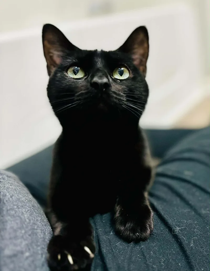 Cleo thumbnail 2