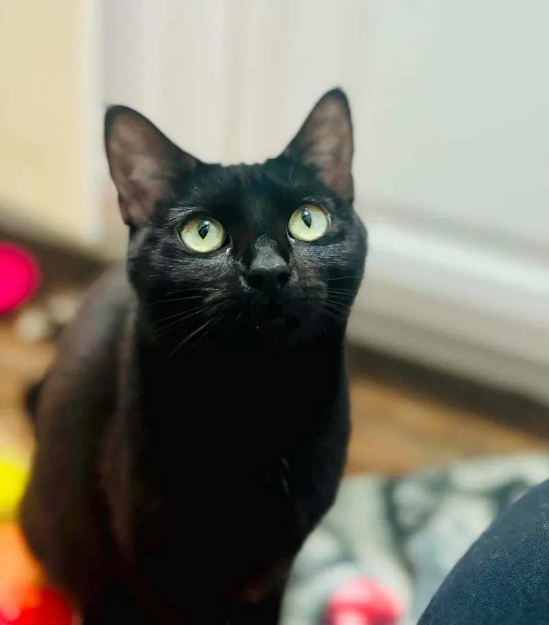 Cleo thumbnail 3