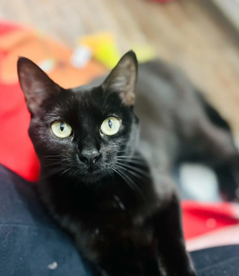 Cleo thumbnail 4