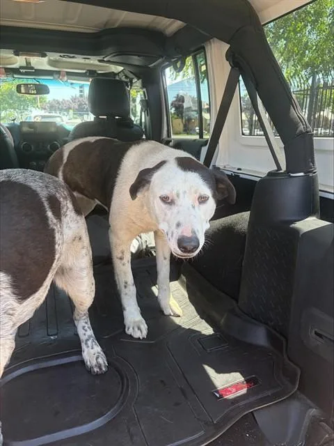 An adult large-sized female Australian Cattle Dog / Blue Heeler dog named Abigail for adoption in Stockton, CA
