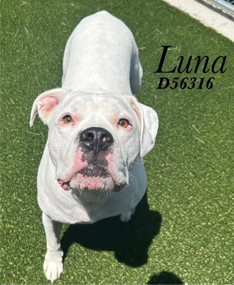 An adult large-sized female Dogo Argentino dog named Luna for adoption in Clarksville, TN