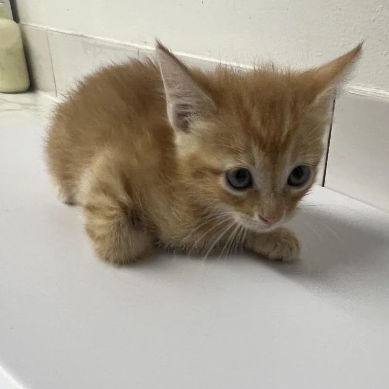 A baby small-sized male Orange / Red Domestic Medium Hair cat named Augustus for adoption in St. Louis, MO