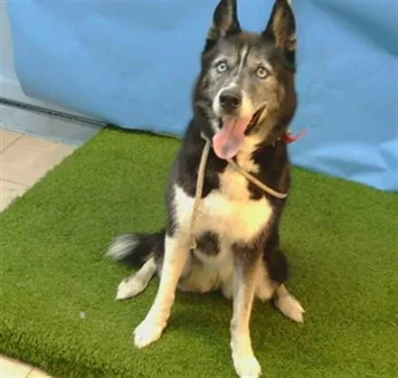 An adult large-sized female Siberian Husky dog named Marley for adoption in Gardena, CA