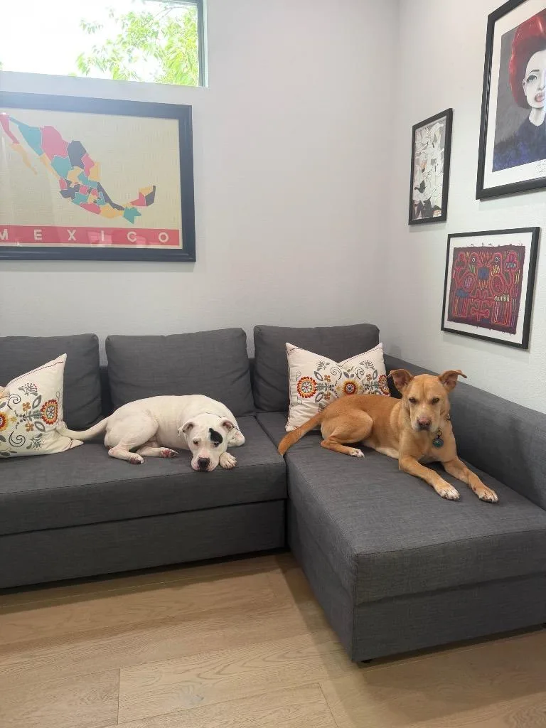 A young medium-sized female White / Cream Pit Bull Terrier dog named Polly for adoption in Austin, TX