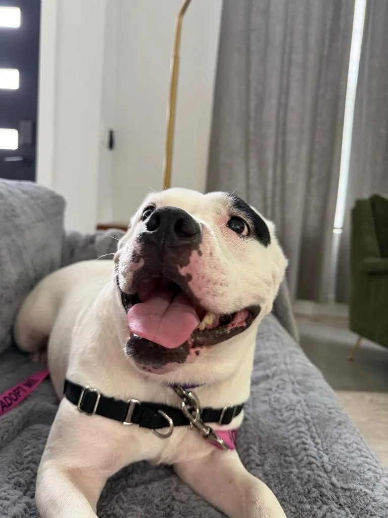 Polly thumbnail 3