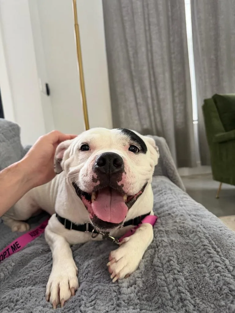 Polly thumbnail 5