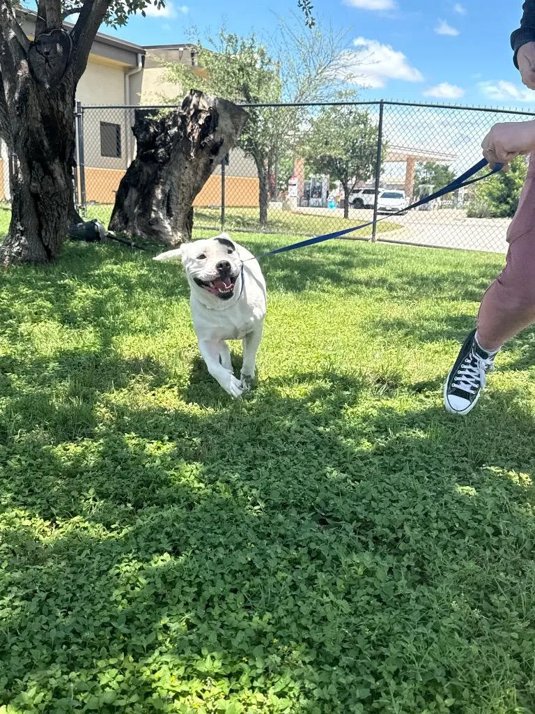 Polly thumbnail 6