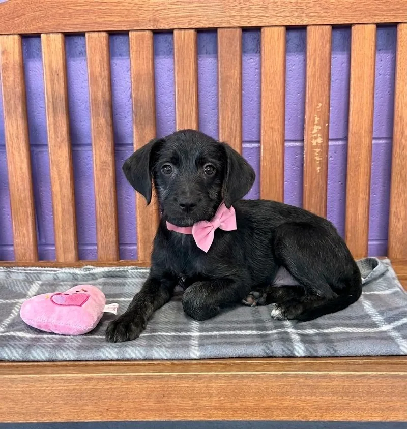 A baby medium-sized female Labrador Retriever dog named Delta for adoption in North Prairie, WI