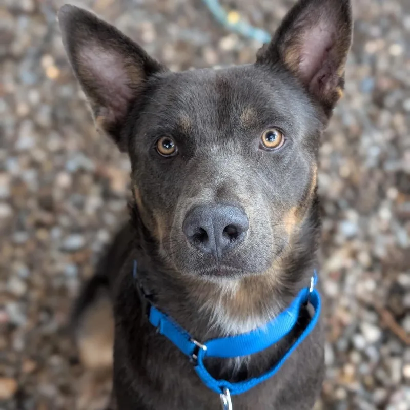 An adult medium-sized male Gray / Blue / Silver Shepherd dog named AluCard for adoption in Taos, NM