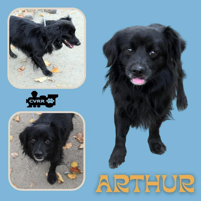 An adult small-sized male Spaniel dog named Arthur for adoption in LINDSAY, CA