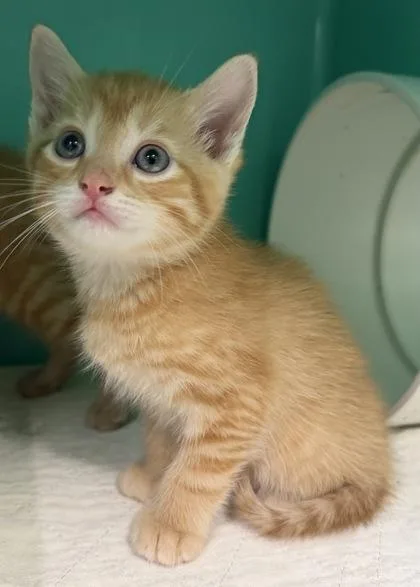 A baby medium-sized male Orange / Red Domestic Short Hair cat named Rossi for adoption in Bedford, IN