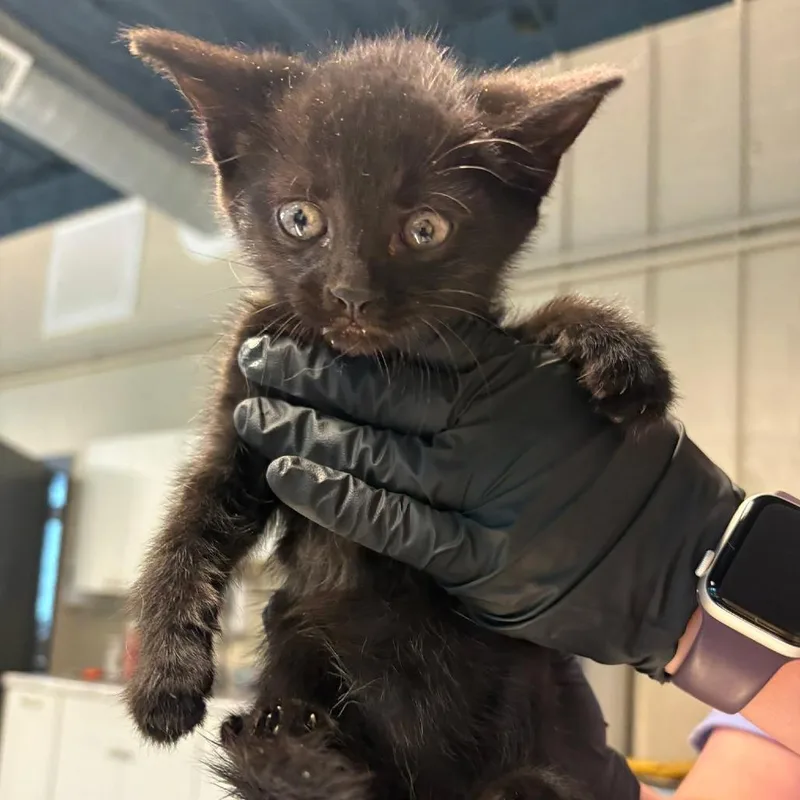 A baby small-sized female Black Domestic Short Hair cat named Maris for adoption in Huntington, WV
