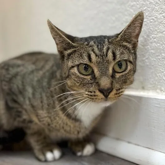 An adult medium-sized female Tabby (Brown / Chocolate) Tabby cat named Hunny Bunny for adoption in Friendswood, TX