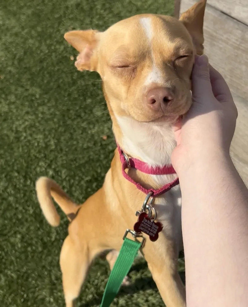 A young small-sized male Chihuahua dog named Yoda for adoption in Brooklyn, NY