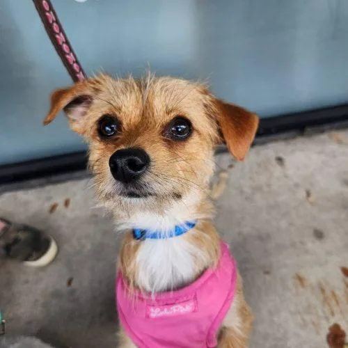A baby small-sized female White / Cream Chihuahua dog named Bambi & Bree for adoption in Fort Lauderdale, FL