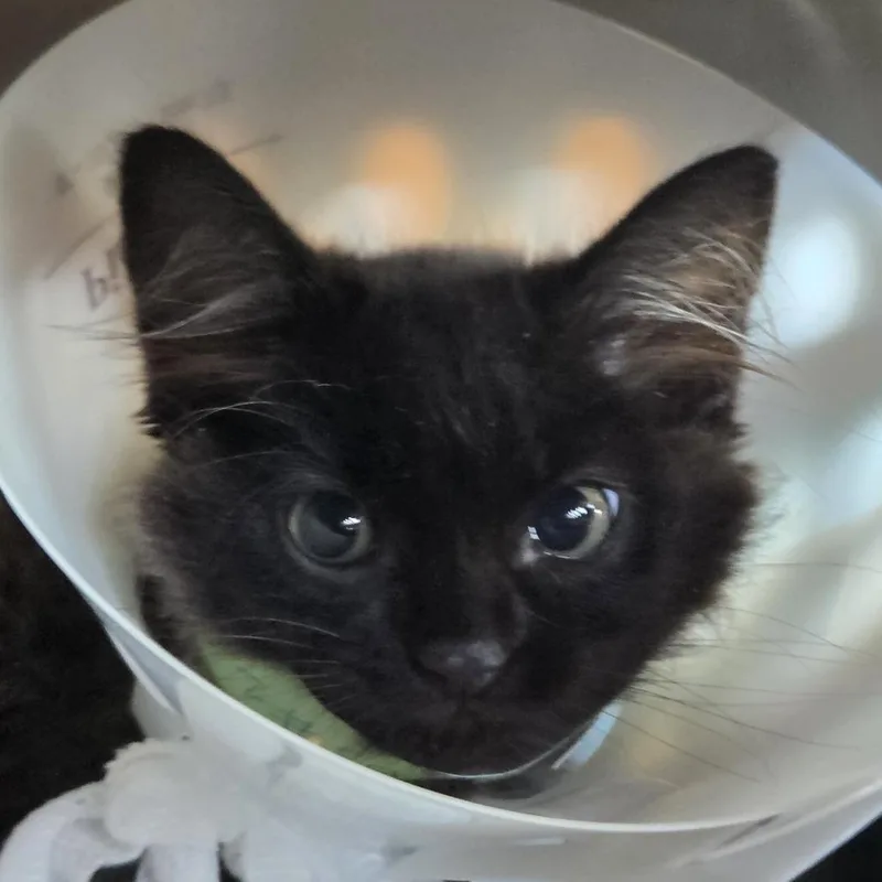 A baby small-sized female Black Domestic Long Hair cat named Cbs for adoption in Leander, TX