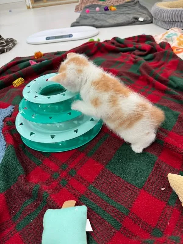 Creamsicle