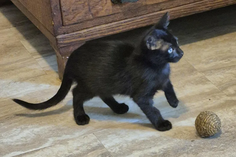 Sophie