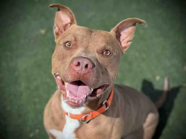 An adult medium-sized male Pit Bull Terrier dog named Bronco for adoption in Bonita, CA