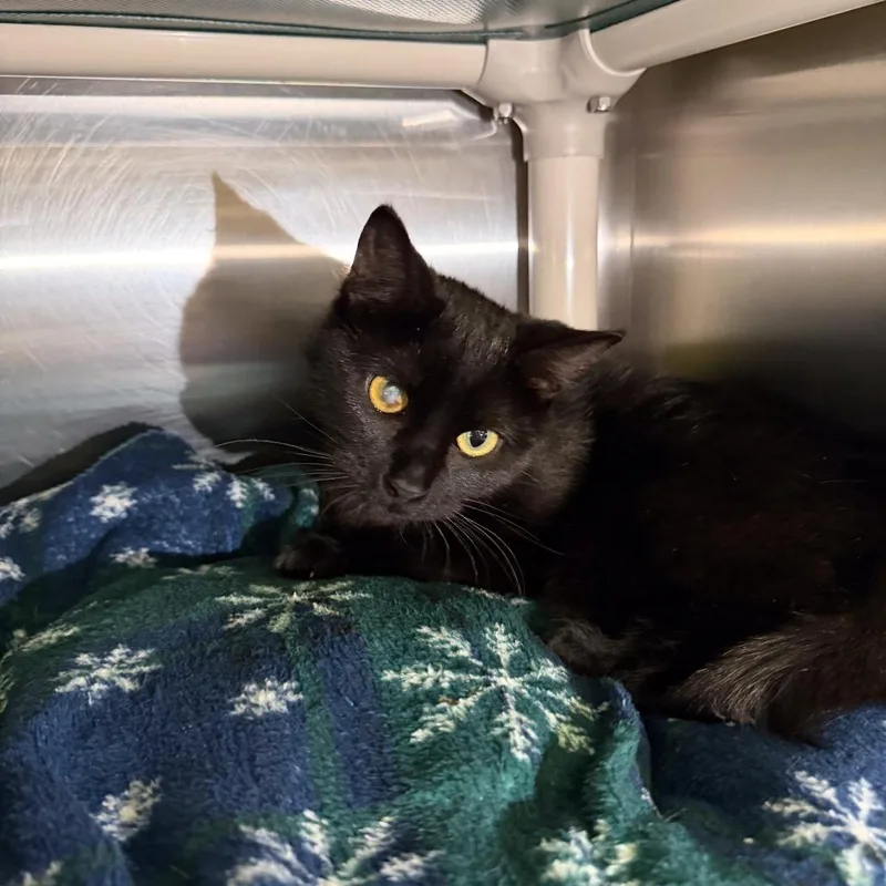 A young medium-sized female Black Domestic Short Hair cat named Izzy for adoption in Gainesville, GA