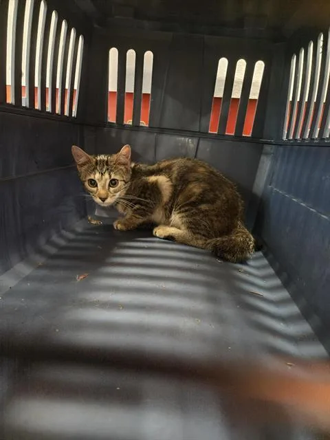 A baby small-sized female Domestic Short Hair cat named A for adoption in Louisville, KY