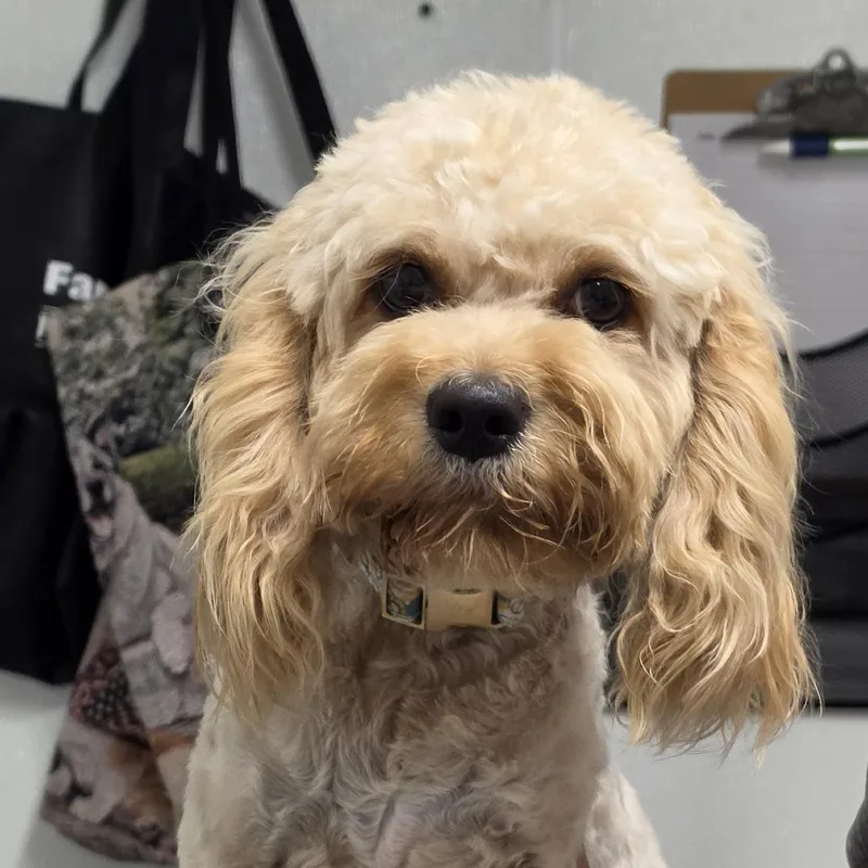 A young small-sized female Golden Mixed Breed dog named Hillary for adoption in Troy, IL
