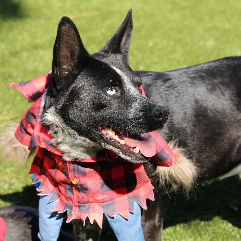 An adult medium-sized male Gray / Blue / Silver Mixed Breed dog named Buford for adoption in Huntsville, AL