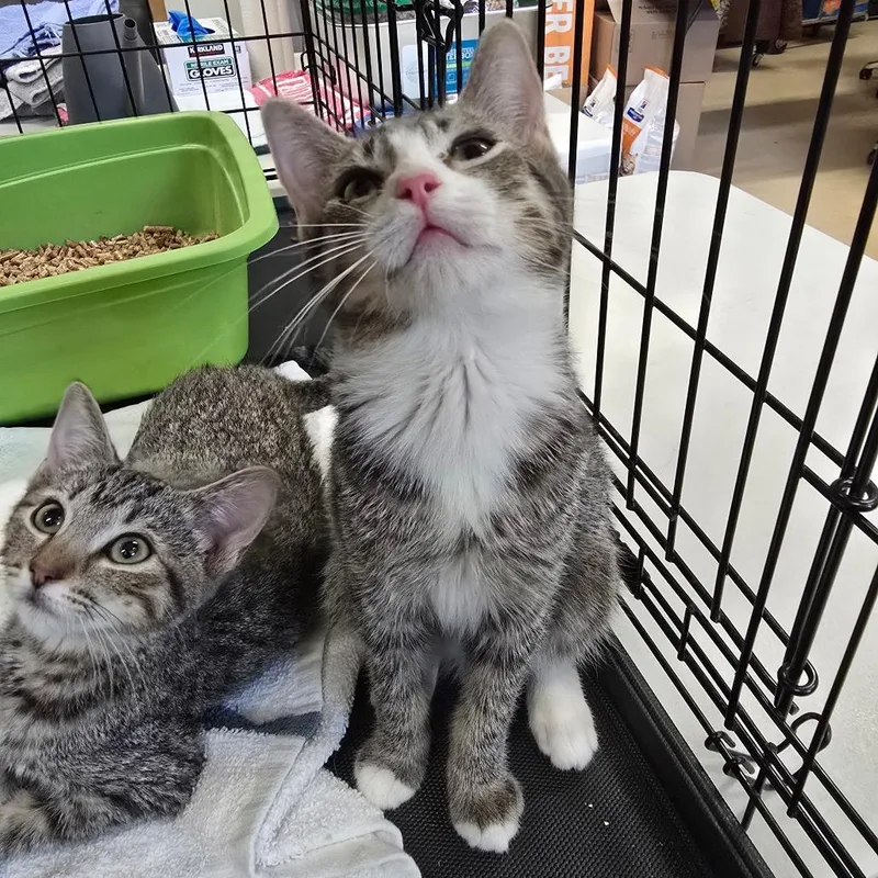 A baby small-sized female Brown / Chocolate Domestic Short Hair cat named Yogi Bear for adoption in Spokane, WA