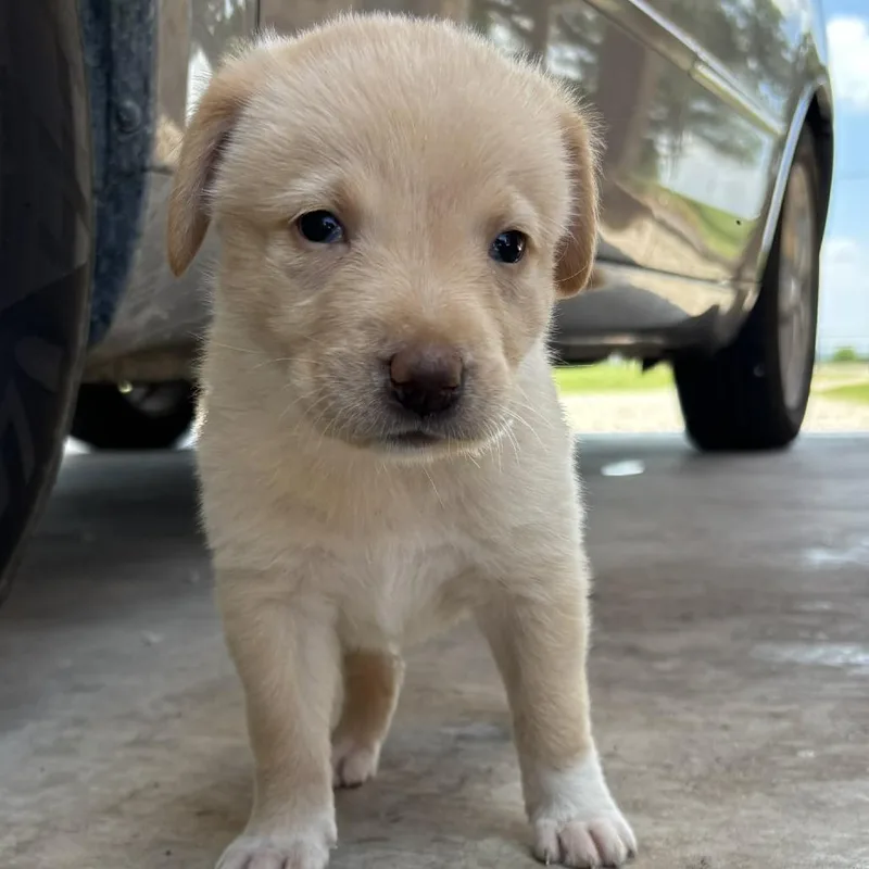 A baby small-sized female Apricot / Beige Great Pyrenees dog named Butterscotch for adoption in Buffalo, MN