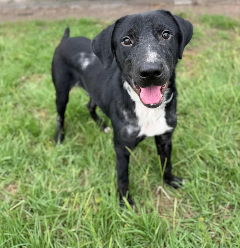 A young medium-sized male Labrador Retriever dog named Bluey for adoption in Conroe, TX