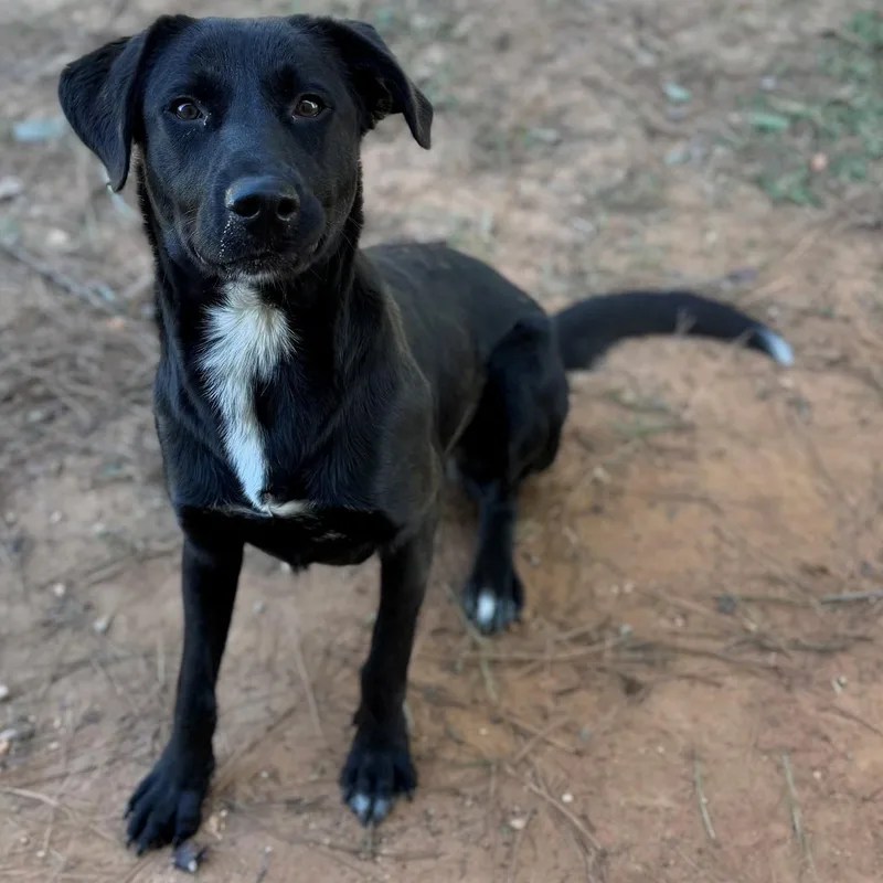 An adult medium-sized female Labrador Retriever dog named Lovey for adoption in Summerdale, AL