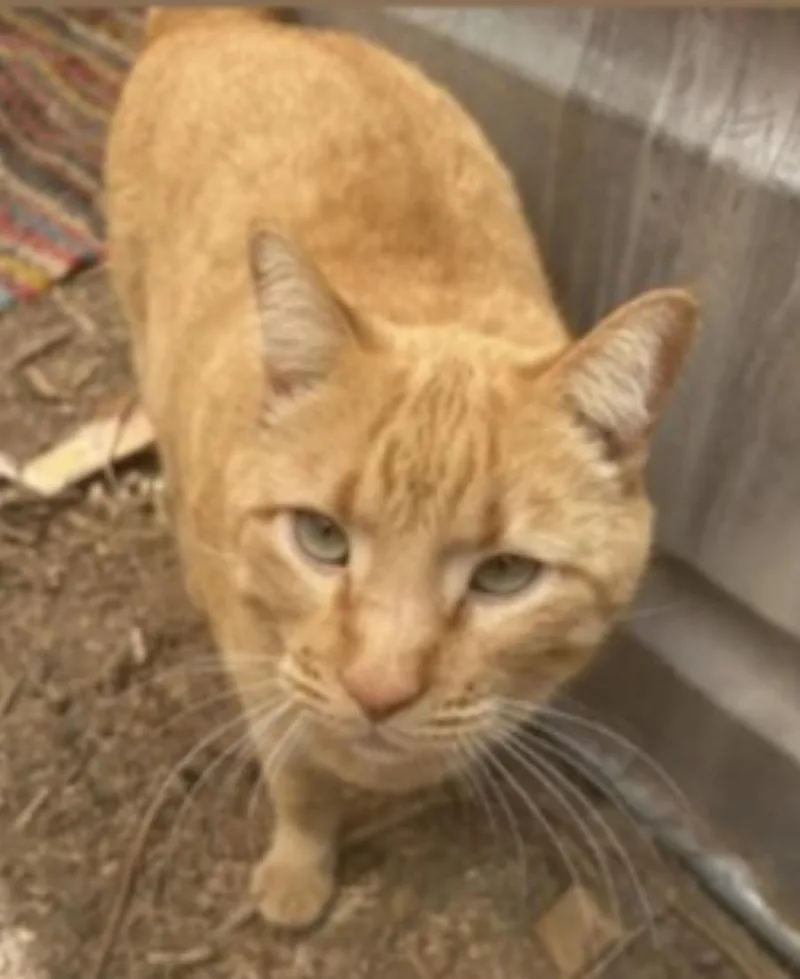 An adult medium-sized male Orange / Red Domestic Short Hair cat named Compass for adoption in Deming, NM