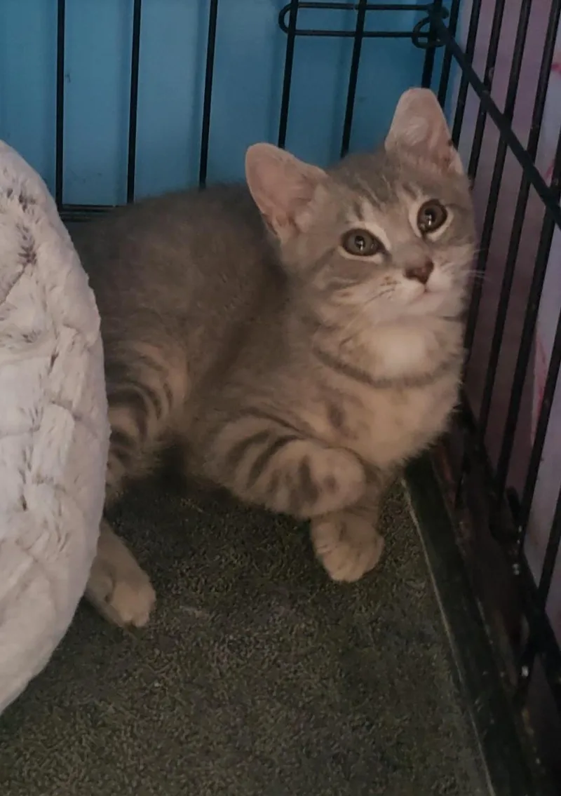 A baby medium-sized male Tabby (Gray / Blue / Silver) Domestic Short Hair cat named Nelson for adoption in Lemoyne, PA